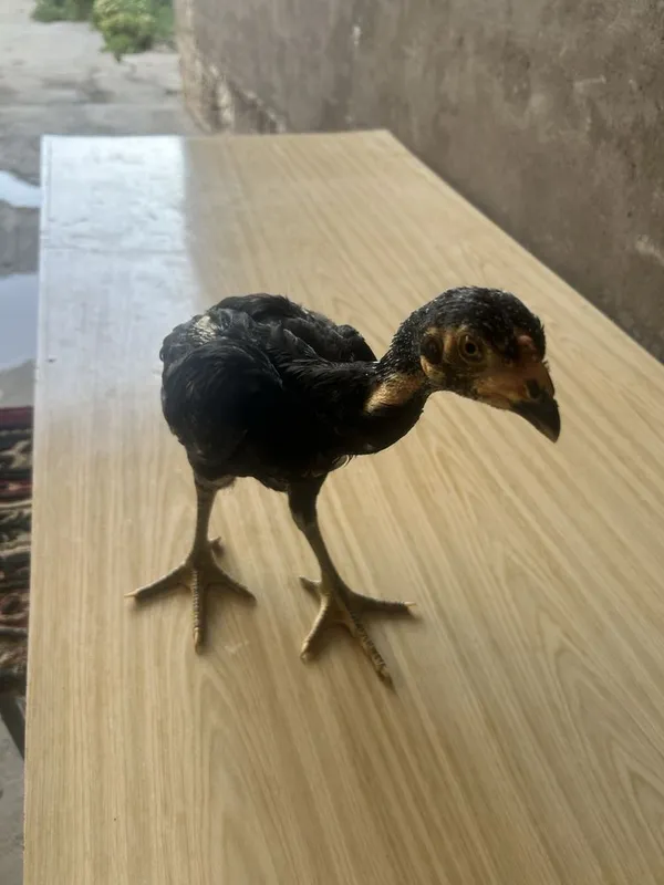 Dakan toza karis joja 4