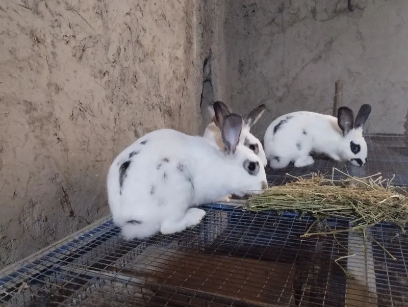 Хонаки куёнлар сотилади 5