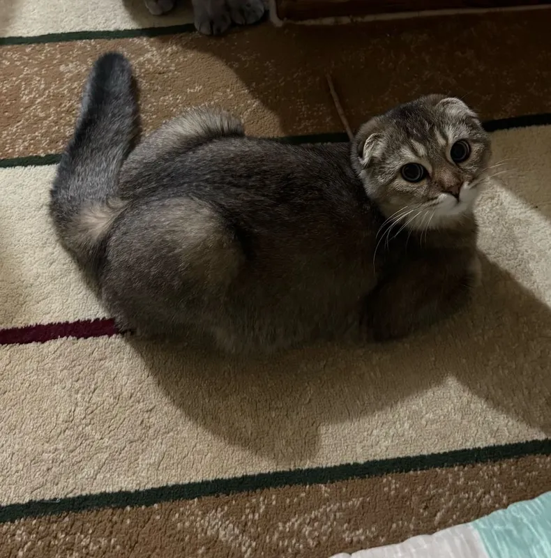 Скотиш фолд кот 1 год 3 Скотиш фолд кот 1 год 3