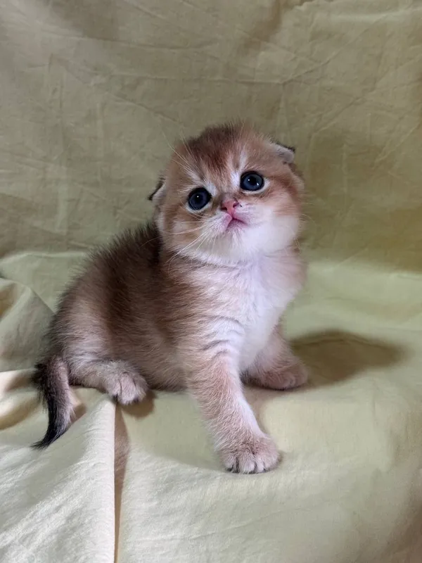 продаются котята — фото 1