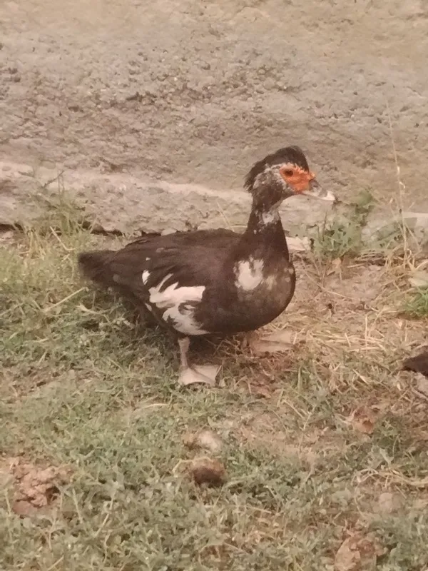 Indutka sotiladi 1