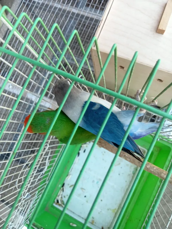 Popugay juftlik,,lovebirdsʼʼ 3 Popugay juftlik,,lovebirdsʼʼ 3