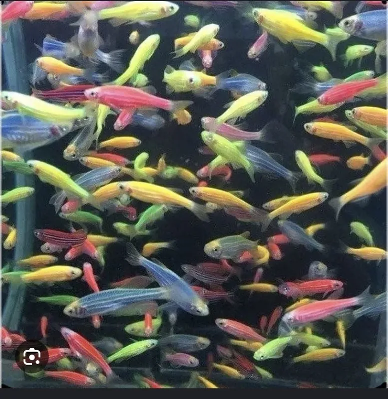 mirni rangli baliqlar danio ………………………………………………………………………………………………………….. — фото 1