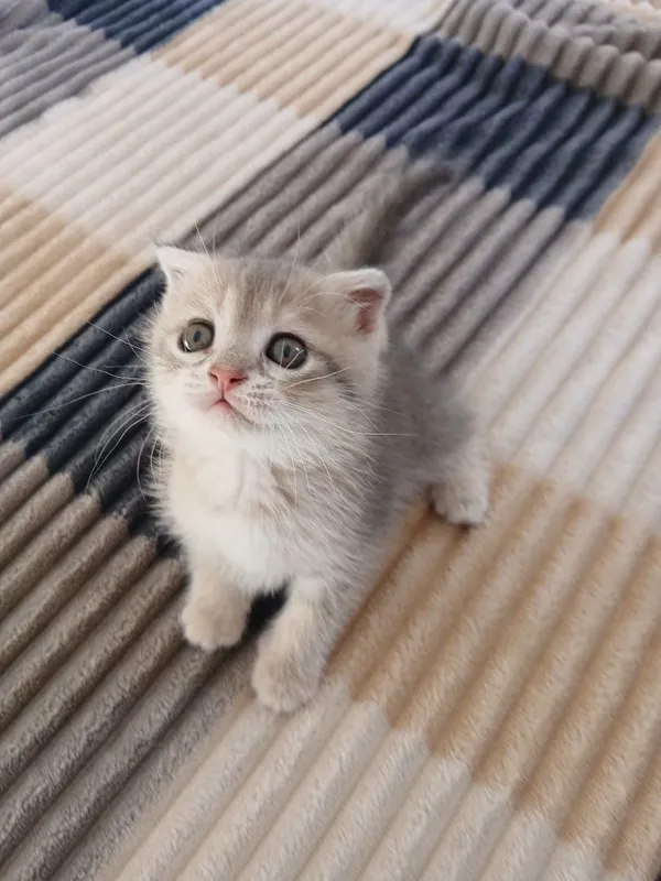 Продаются котята! — фото 1 Продаются котята! — фото 1