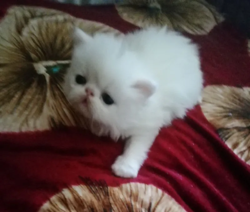 Котята персидские . — фото 1