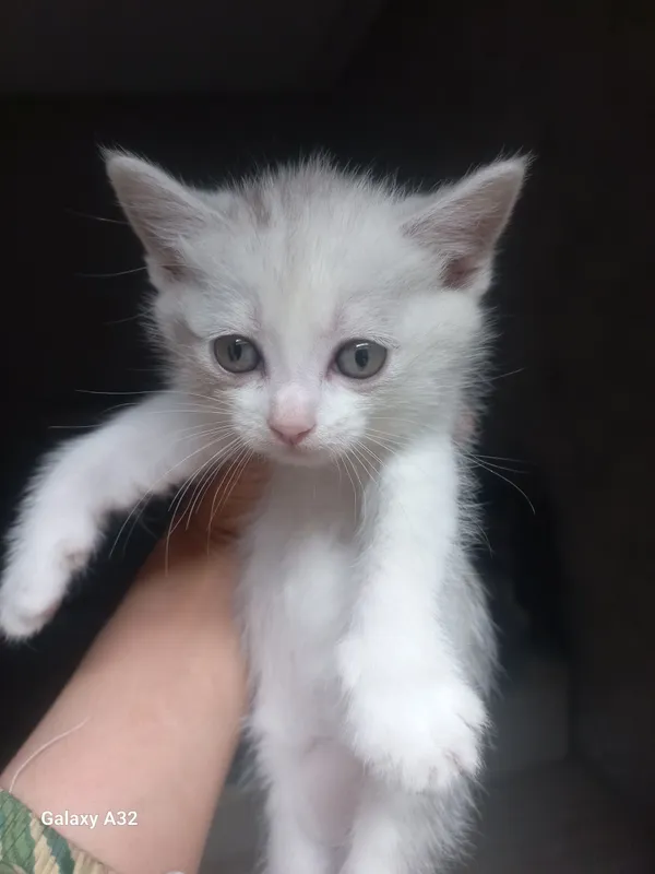 Кошечка 1 Кошечка 1