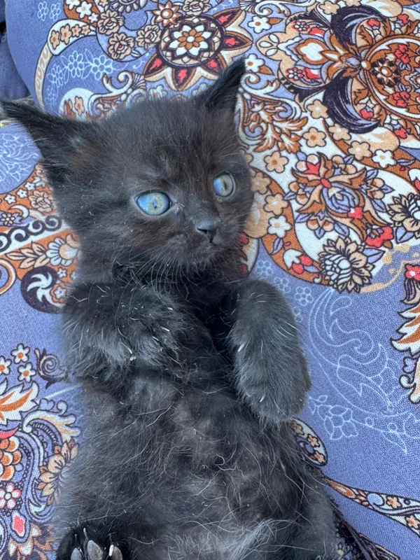 Котята бесплатно