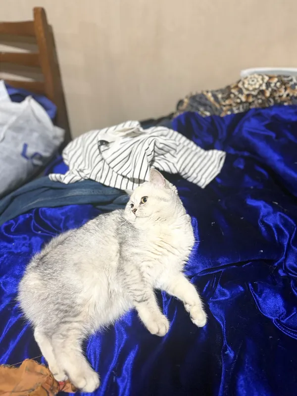 Mushuk sotiladi sog’lom zoti British chinchilla qiz bola 7 oylik — фото 4