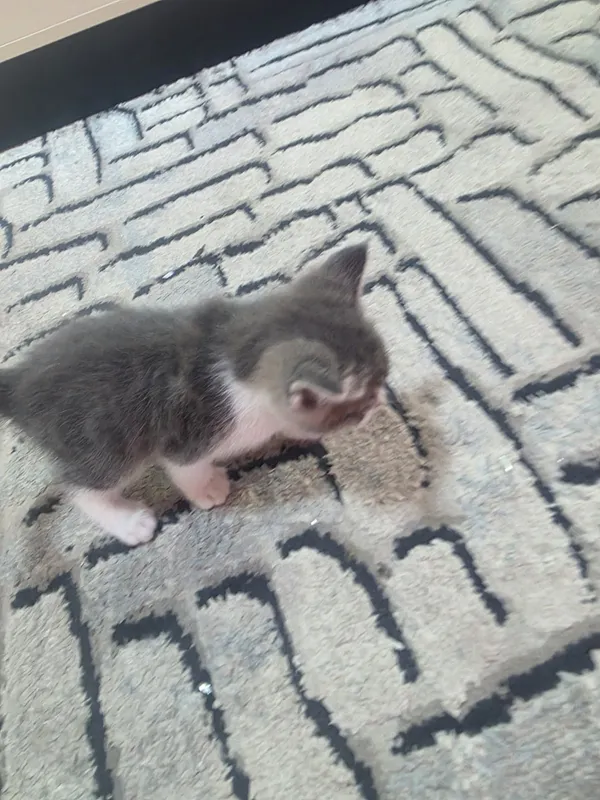 Продаются котята — фото 4