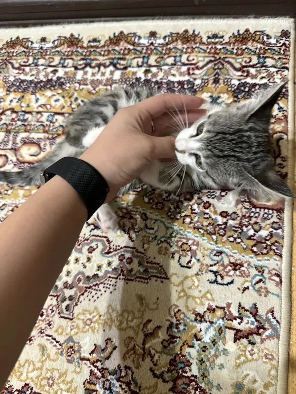 Котенок 2 месяца — фото 2
