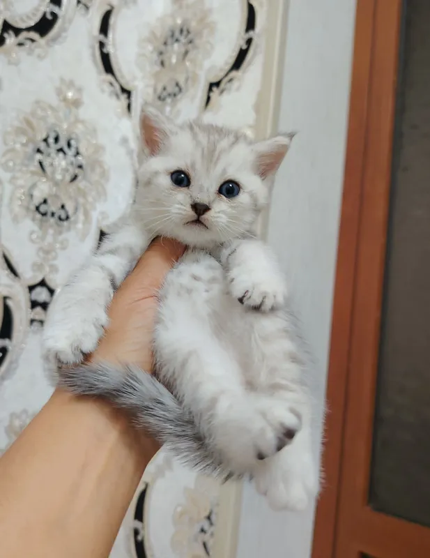 продаются котята шиншилла 1 продаются котята шиншилла 1