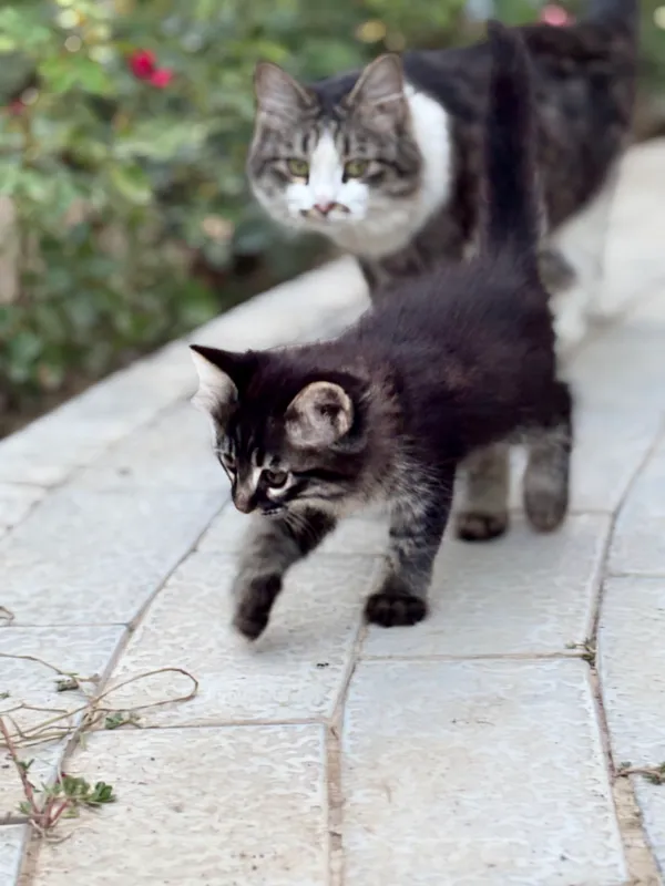 котята 2