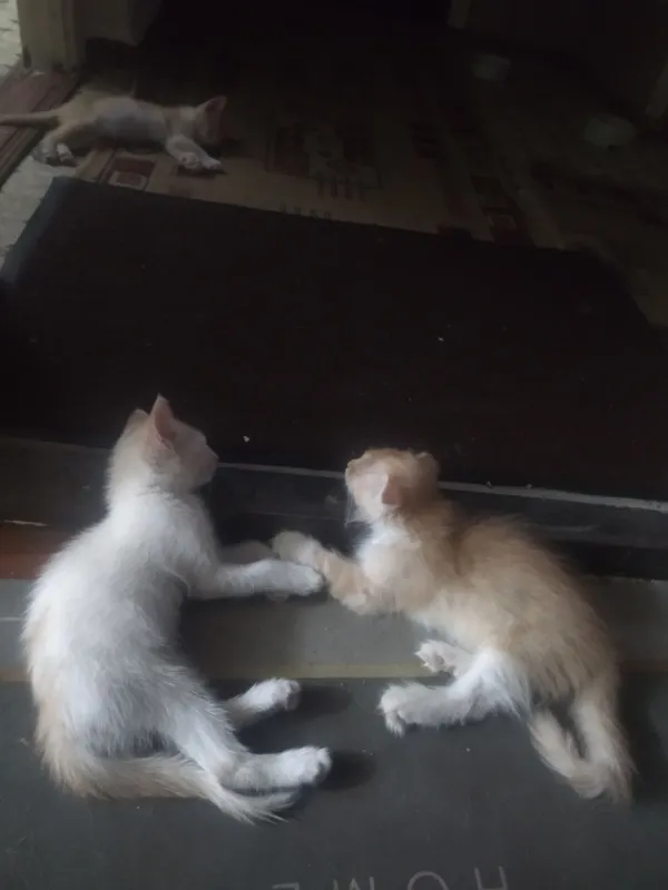 Котёнок породы зотдор 3 Котёнок породы зотдор 3