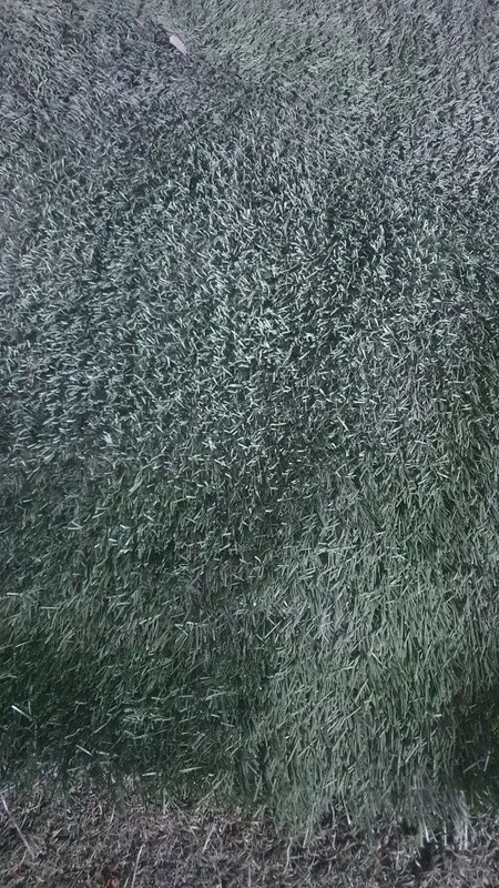 Gazon suniy polya stadion bog'cha yoki detski plashatkalarga uy yoki t 3 Gazon suniy polya stadion bog'cha yoki detski plashatkalarga uy yoki t 3