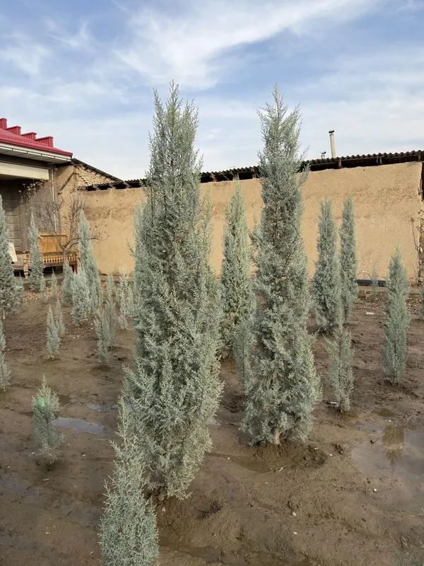 Arizonskiy kiparis argina italiya 2.50 dan 3 metrgacha — фото 3