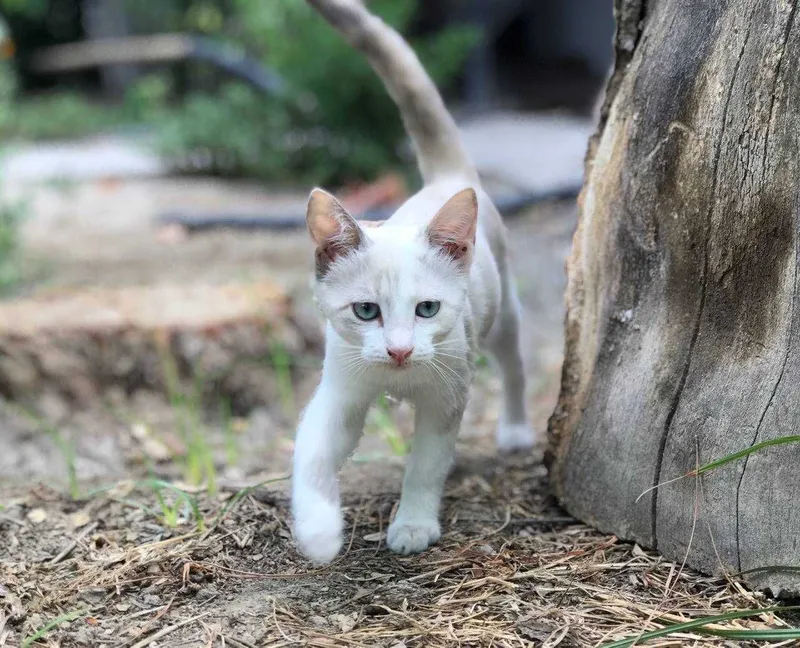 Последнии котята из помета 4