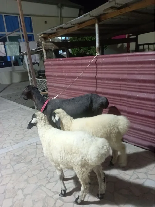 Qazoqi ona bola qo’y sotiladi 2 Qazoqi ona bola qo’y sotiladi 2