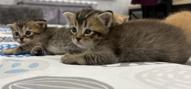 Котята 2 рыжих, 2 полосатых фолд шиншилла 6 Котята 2 рыжих, 2 полосатых фолд шиншилла 6