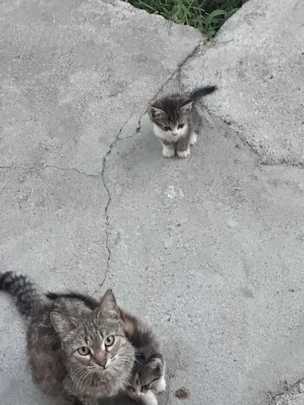 Mushuk bollari xadya tekinga Mushuk bollari xadya tekinga