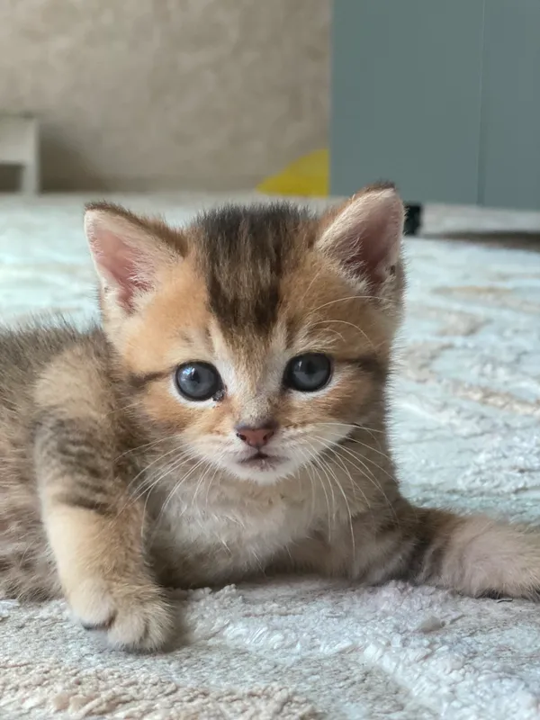 Британские шиншиллы 3