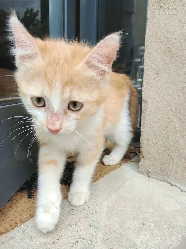 mushik