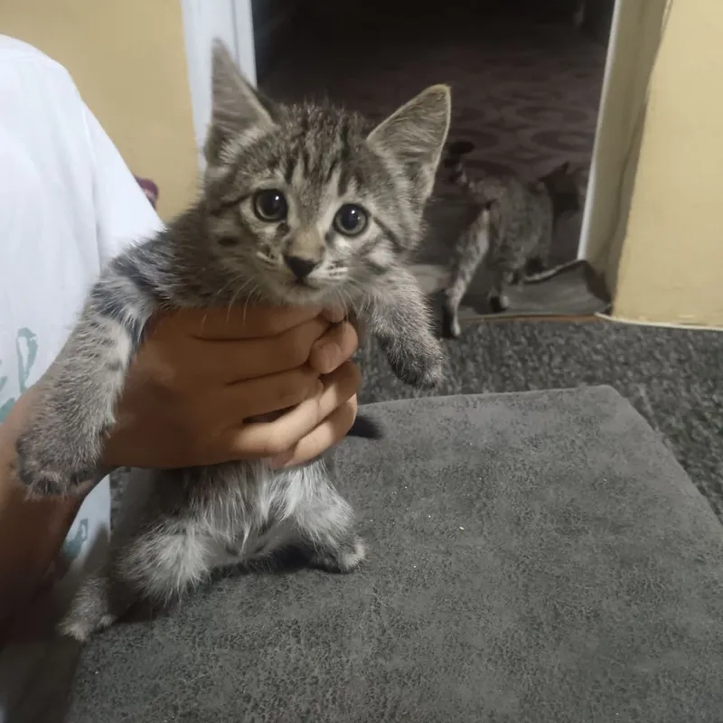 Котята бесплатно 1 Котята бесплатно 1