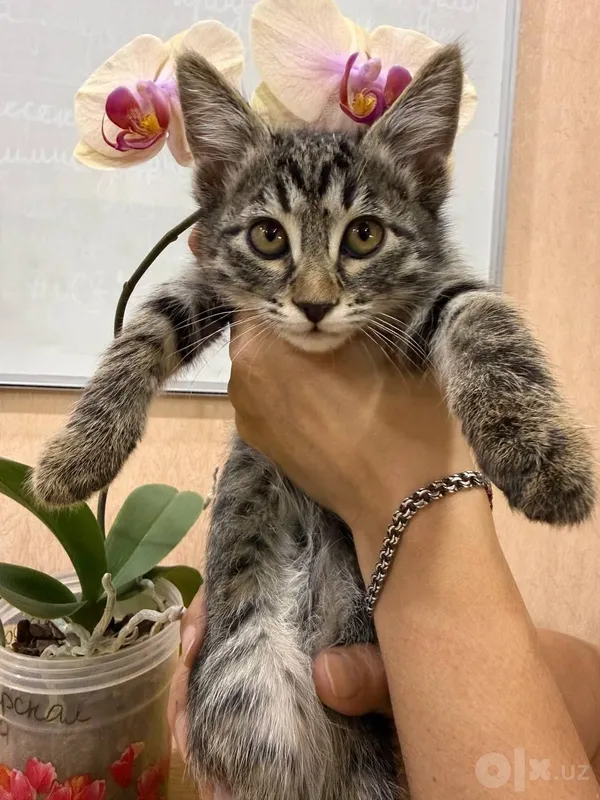Отдам в добрые руки домашних котят 1 Отдам в добрые руки домашних котят 1