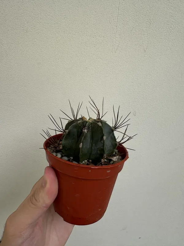 Кактус Astrophytum capricorne nudum — фото 1