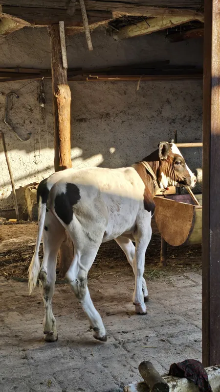 Ona-Bola sigir sotiladi. Brinchi qoringa tuqan 5