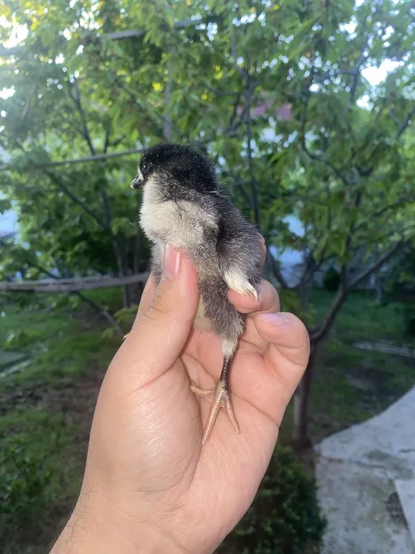 Qora shaxzoda joja lari qora shahzoda корашахзода жужа кора шахзода — фото 3