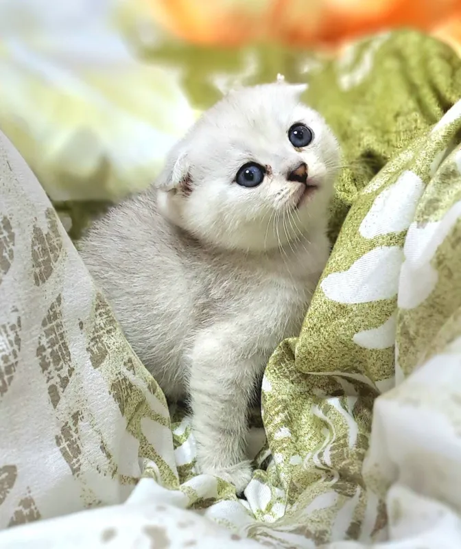 Котёнок от правильной вязки 3
