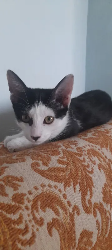 Котенок .Мальчик.4 месяца.. 1
