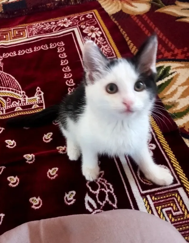 Yaxshi qoĺlarga mushukcha