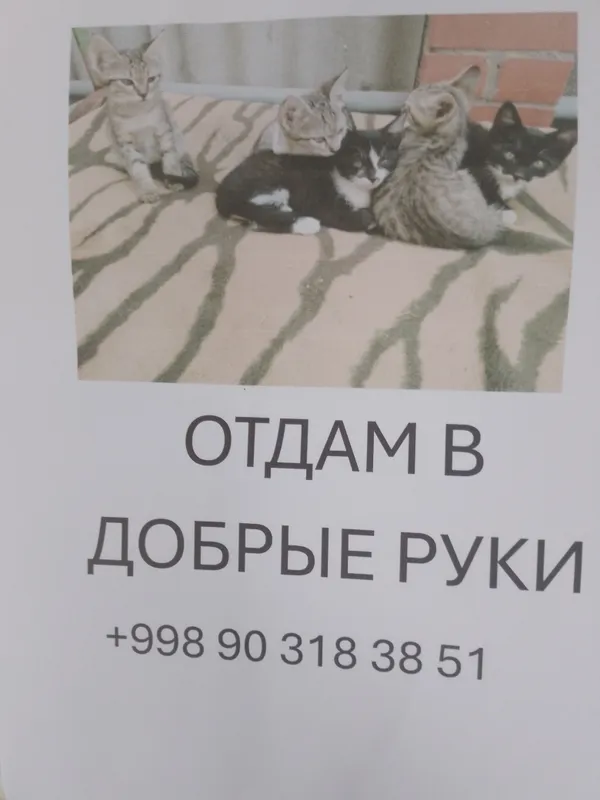 Котята в хорошие руки на выбор 1 Котята в хорошие руки на выбор 1