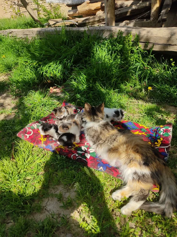 котята в добрые руки — фото 1