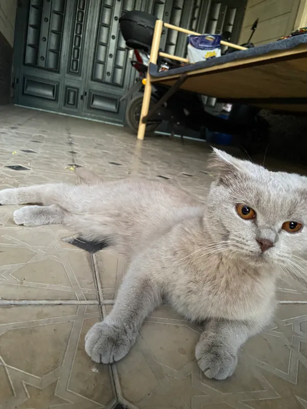 Mushuk Mushuk