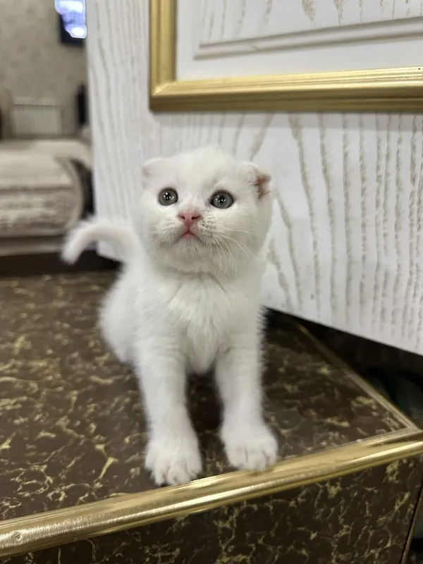 Aqilli uynoqi mehribon mushukchalar 7 Aqilli uynoqi mehribon mushukchalar 7