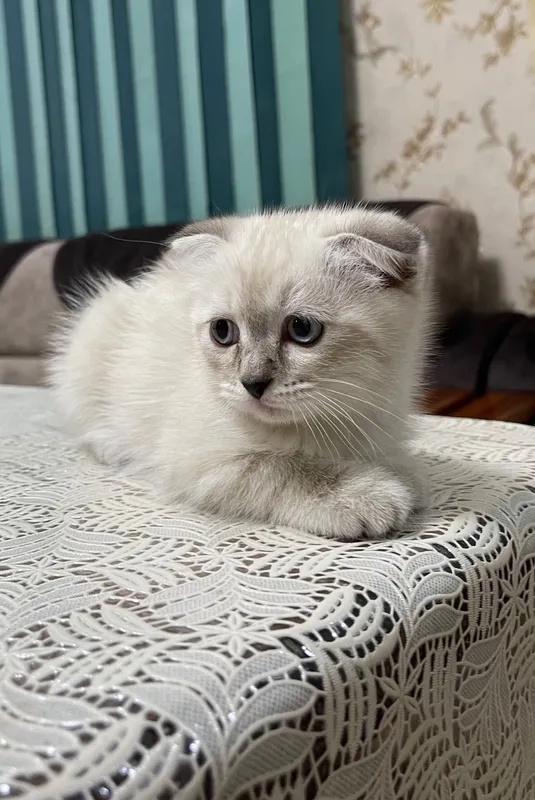 Продаются вислоухие котята — фото 1