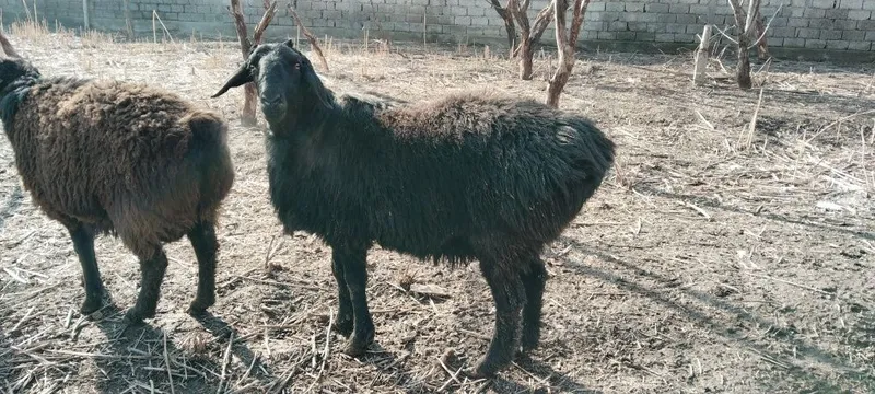 Эгизчи қўй сотилади