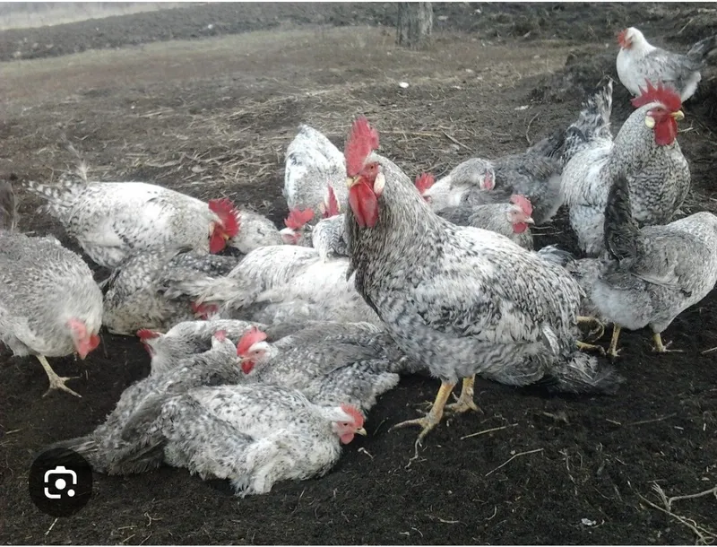 Продаются яйца кур Барковская Барвистая 3