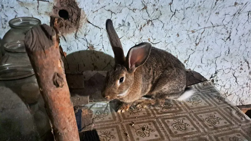 зоти тоза веси хам кориниши хам жойида соглом 2 зоти тоза веси хам кориниши хам жойида соглом 2