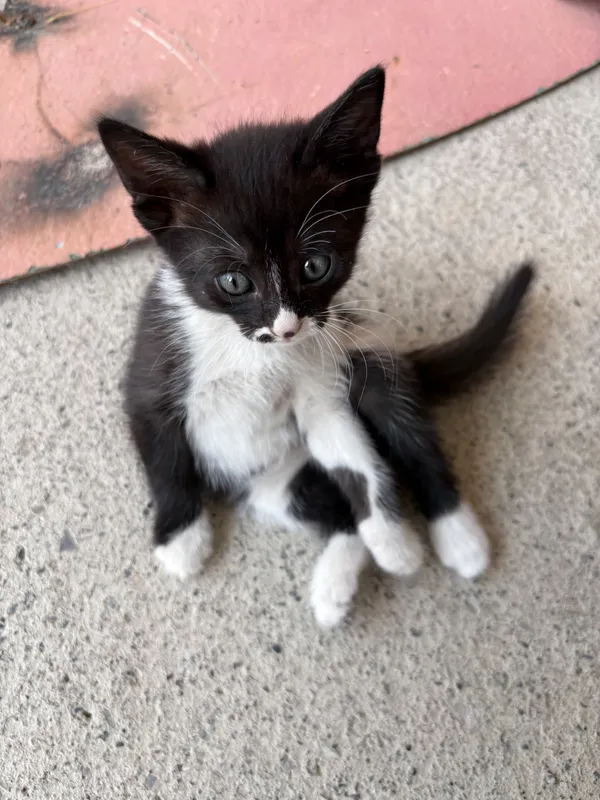 котята в добрые руки — фото 7