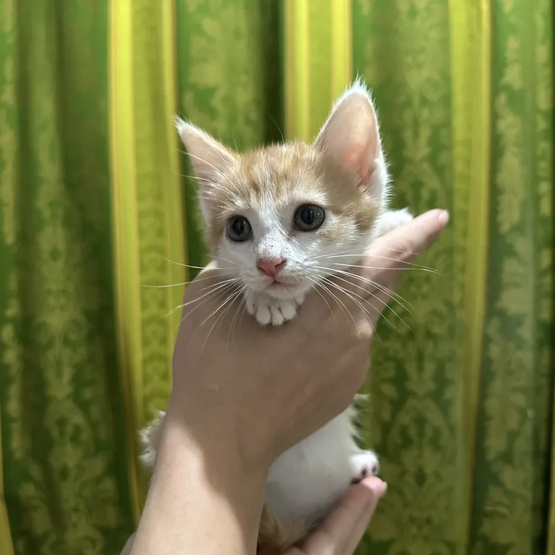 Котята в добрые руки — фото 1