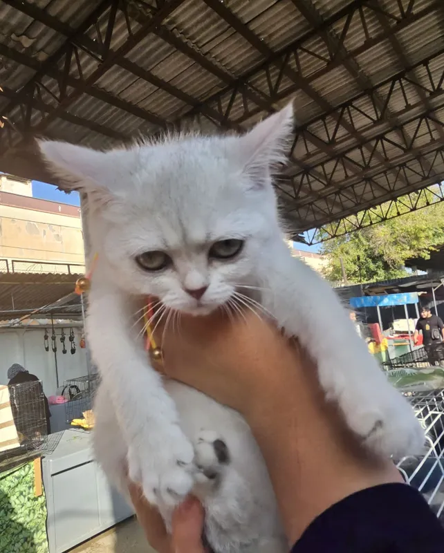 Shotland kumush chinchilla mushukchalari 2