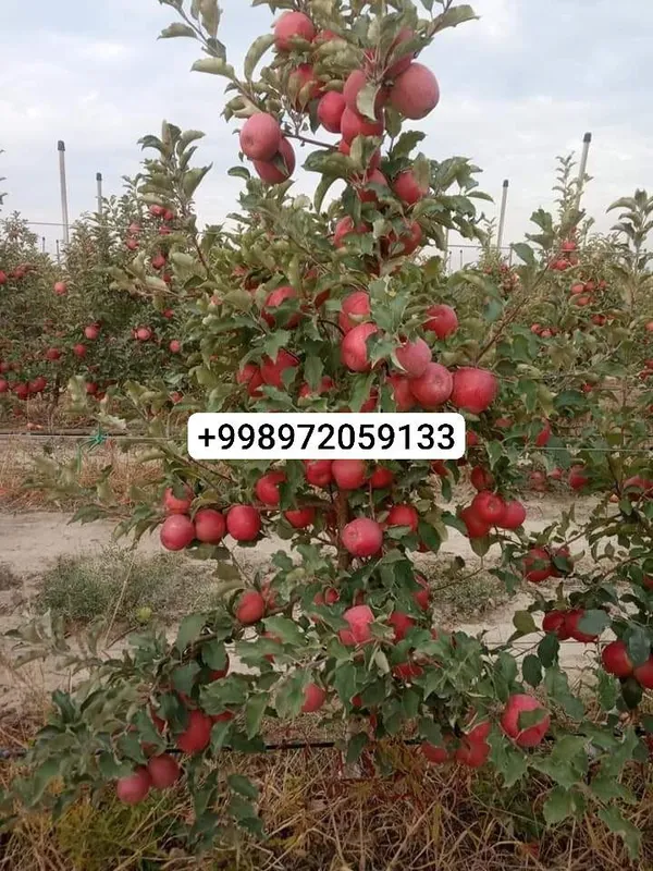 Продажа красивых плодовых саженцев 8 Продажа красивых плодовых саженцев 8