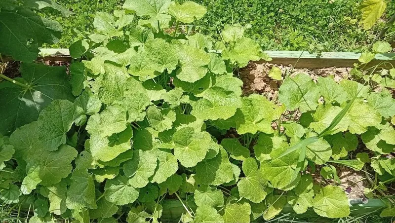 Продаются саженцы шток розы,и семена — фото 2 Продаются саженцы шток розы,и семена — фото 2