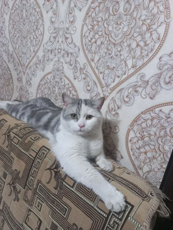 В добрые руки кот!