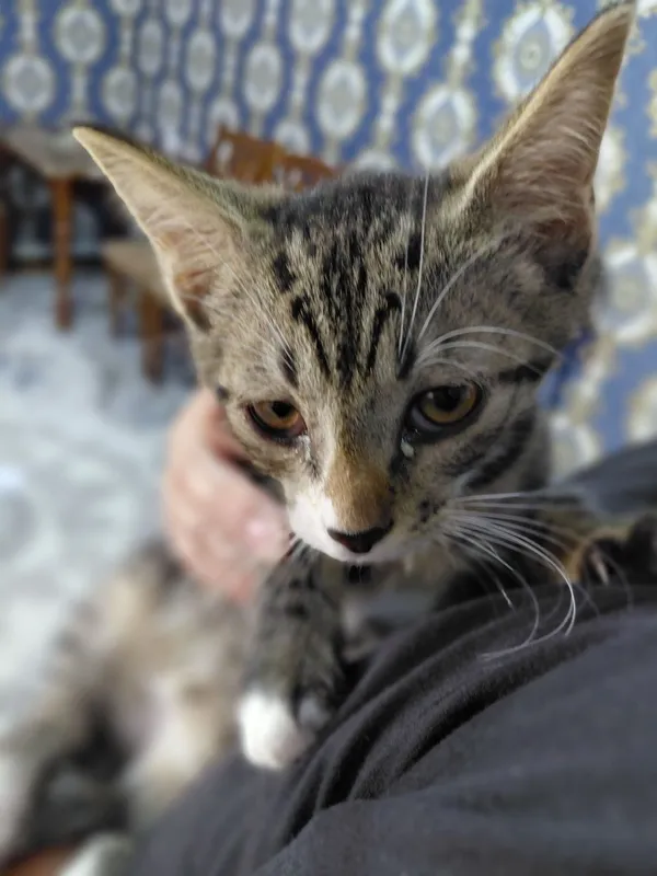 мы дарим красивых котят. Кошки 5 мы дарим красивых котят. Кошки 5