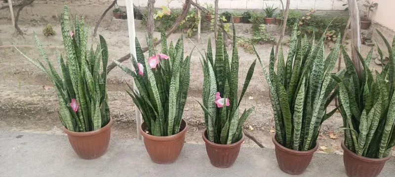 gullar sotiladi xonaki 1 gullar sotiladi xonaki 1