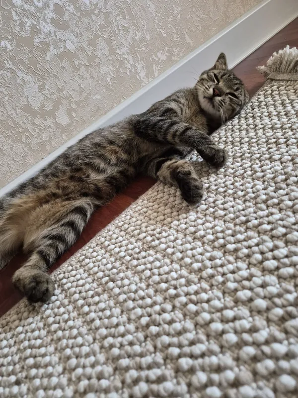 Котенок ищет своих мам и пап 2 Котенок ищет своих мам и пап 2